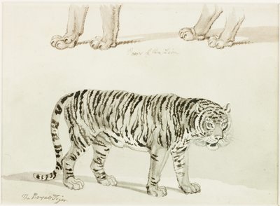 Der Königstiger von Thomas Bewick